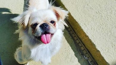 14 Things To Know About Pekingese