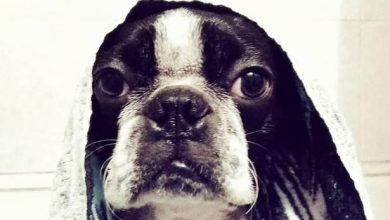 15 Things You Should Know If You Want To Get A Boston Terrier