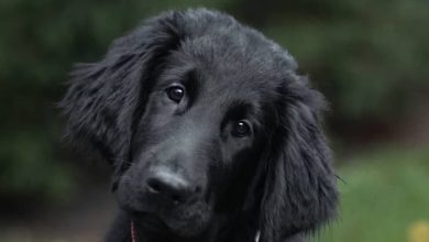 14 Wonderful Facts About Flat-Coated Retrievers