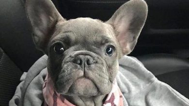 14 Hilarious Pictures Of French Bulldogs To Brighten Your Day