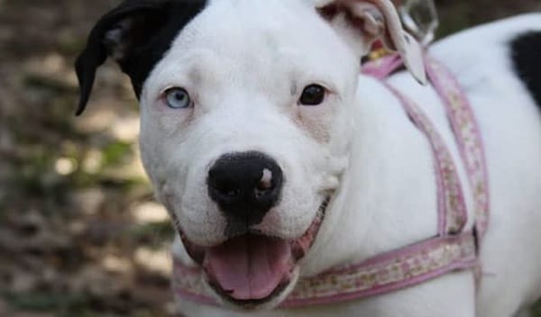 14 Fun Facts About Pit Bulls