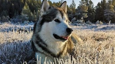 14 Fun Facts About Alaskan Malamutes You Should Know