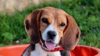 14 Charming Pictures Of Beagles