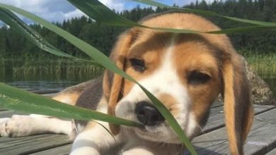 15 Things Beagle Loves To Do