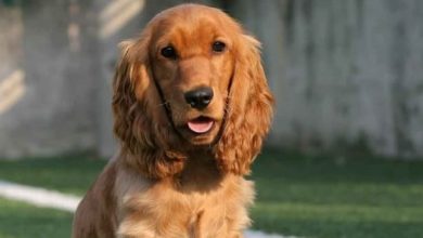 14 Surprising Facts About Cocker Spaniels