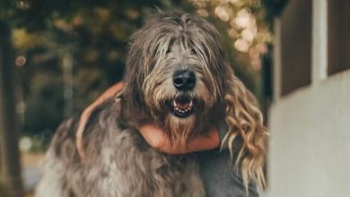 14 Things You Didn’t Know About the Irish Wolfhound