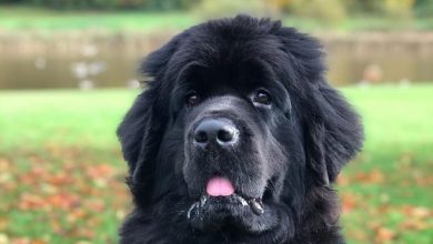 14 Dog Facts That Newfie Lovers Know by Heart