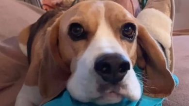 14 Cool Facts You Didn’t Know About Beagles