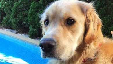 14 Cute Photos Of Labradors And Golden Retrievers in the Pool