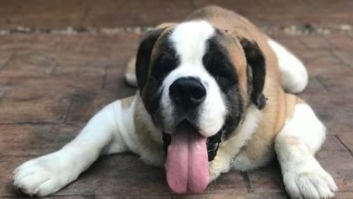 14 Pictures of St. Bernards That’ll Give You An Extra Boost Of Serotonin