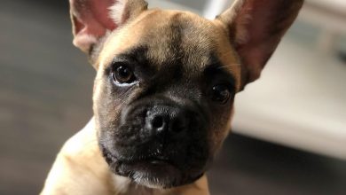 14 Cute Photos Of French Bulldogs To Make You Smile