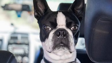 14 Cute Boston Terrier Pictures To Make Your Day