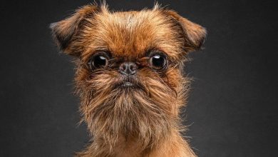 14 Things You Didn’t Know About the Brussels Griffon Breed