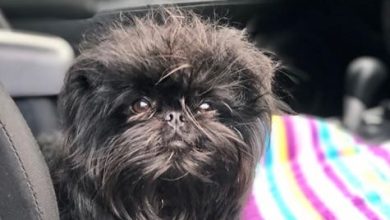 15 Rules For The Care And Maintenance Of Affenpinscher