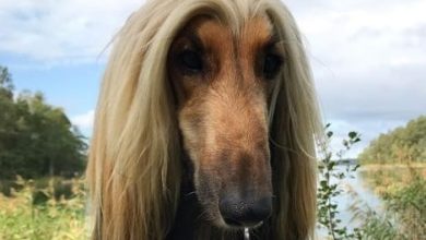 14 Interesting Facts About The Afghan Hound