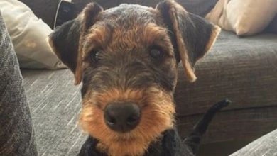 15 Reasons Why You Should Never Own Airedale Terriers