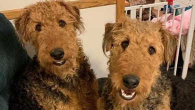 14 Things Only Airedale Terrier Owners Will Understand
