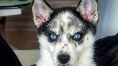 Top 78 Best Alaskan Klee Kai Dog Names