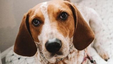 Top 128 Best American English Coonhound Dog Names