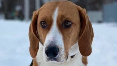 Top 128 Best American Foxhound Dog Names