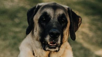 14 Things You Didn’t Know About the Anatolian Shepherd Dog