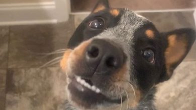 14 Things You Didn’t Know About Australian Cattle Dogs