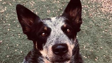 14 Things You Didn’t Know About The Australian Cattle Dog