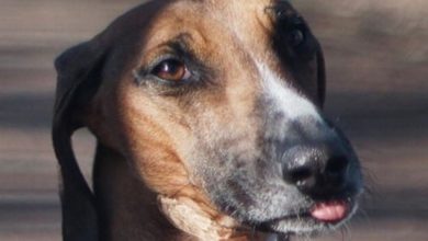 Top 200 Best Azawakh Dog Names