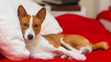 15 Things Only Basenji Owners Would Understand