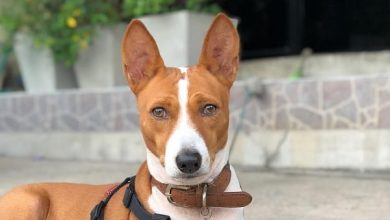 14 Super-Smart Facts About the Basenji