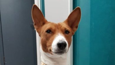 14 Facts About Basenjis That Will Make You Smile