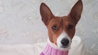 14 Reasons Why You Should Never Own Basenjis