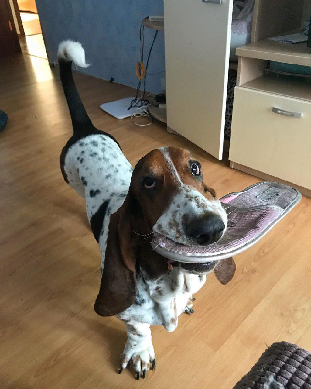 14 Photos That Tell How Basset Hounds Spend Their Time