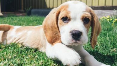 33 Beagle Mixed Breeds: List of Beagle Mix Breed Dogs