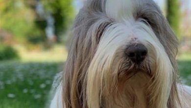 Top 71 Best Bearded Collie Dog Names
