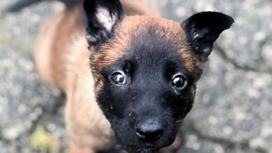 14 Facts About Belgian Malinois And Why We Love Them