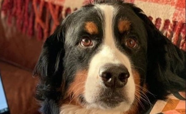 15 Funny Pictures of Bernese Mountain Dogs Controlling Their Humans To Stay Home