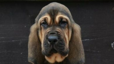 Top 124 Best Bloodhound Dog Names