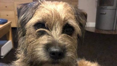 14 Reasons To Adore Border Terriers