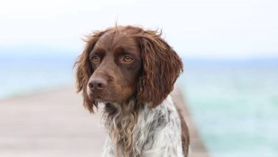 14 Weird Facts About Brittany Spaniels