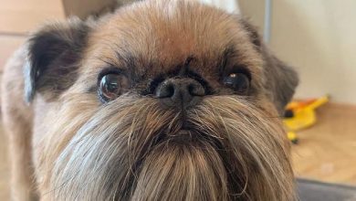 14 Incredible Facts About Brussels Griffons That You Didn’t Know