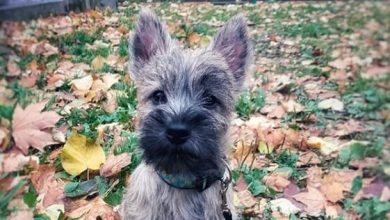 15 Cairn Terrier Pictures to Brighten Your Day