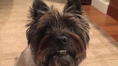 14 Facts We Bet You Didn’t Know About the Cairn Terrier