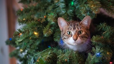 Top 100+ Cat Names Inspired by Christmas