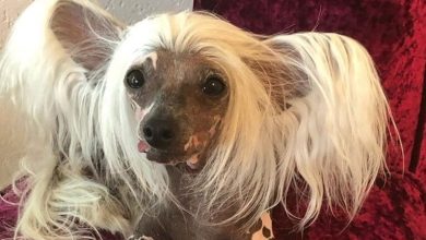 14 Amazing Facts You Didn’t Know About Chinese Crested Dogs