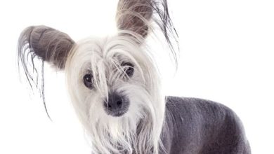 15 Amazing Facts You Didn’t Know About The Chinese Crested