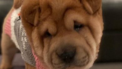 14 Chow Chow Mix Breeds That Are Unbelievably Cute!