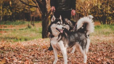 Top 110 Dog Names Inspired by Fall