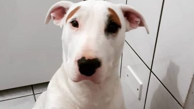 7 Bull Terrier Mixes That Will Make You Scream “I WANT ONE”