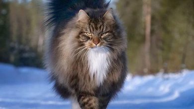 16 Photos of Beautiful Cats From Cold Finland